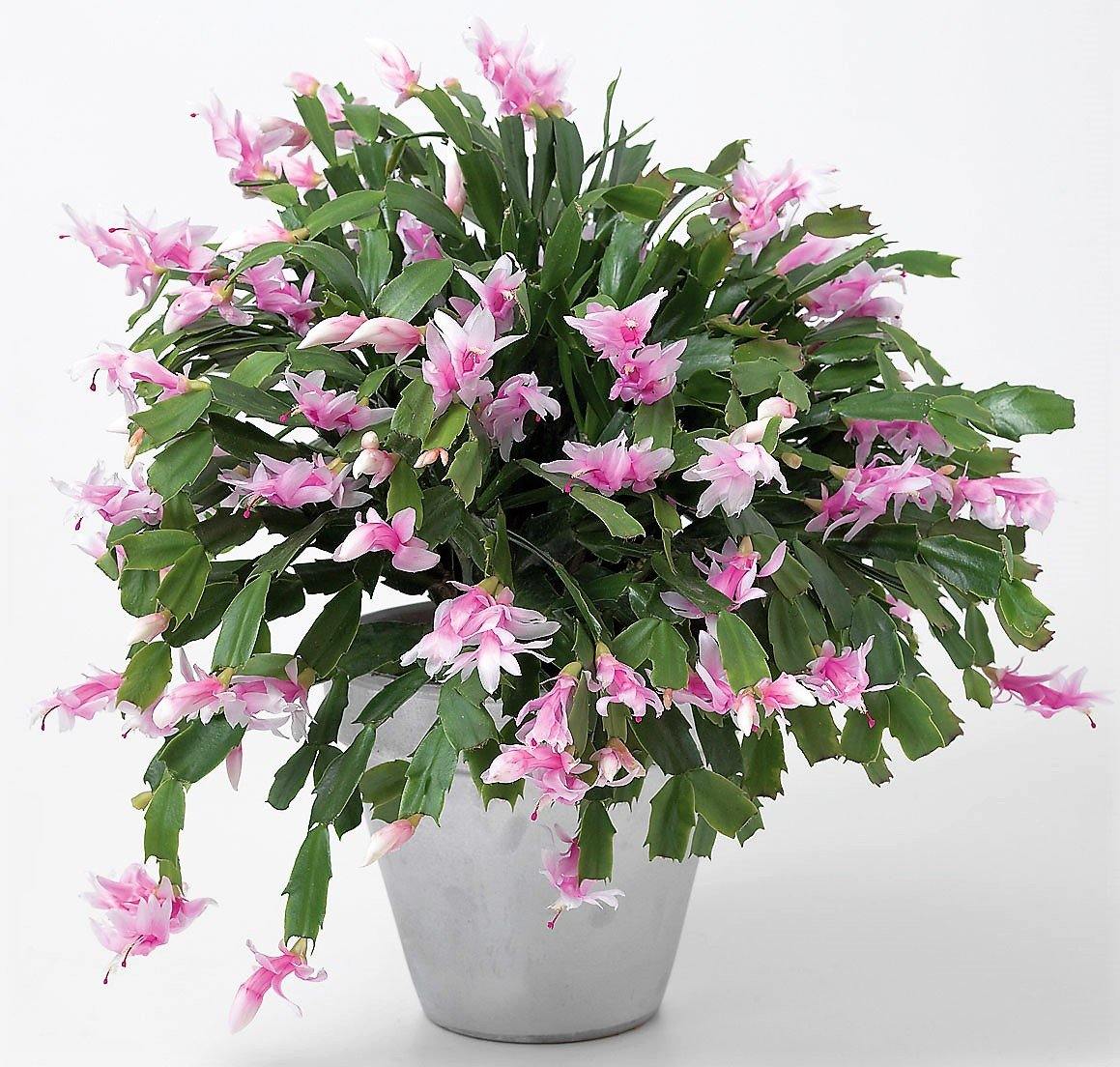 Christmas Cactus - www.Greenie.ae Buy online Best and Healthy Plants and quality products guarantee in Dubai Plants Shop in Dubai Abu Dhabi all over UAE Plants near me Fresh Plants in Dubai where to buy plants in UAE - Greenie.ae
