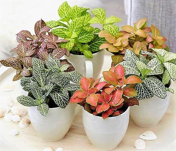 Fittonia , Nerve , Mosaic , Net Plant - www.Greenie.ae Buy online Best and Healthy Plants and quality products guarantee in Dubai Plants Shop in Dubai Abu Dhabi all over UAE Plants near me Fresh Plants in Dubai where to buy plants in UAE - Greenie.ae