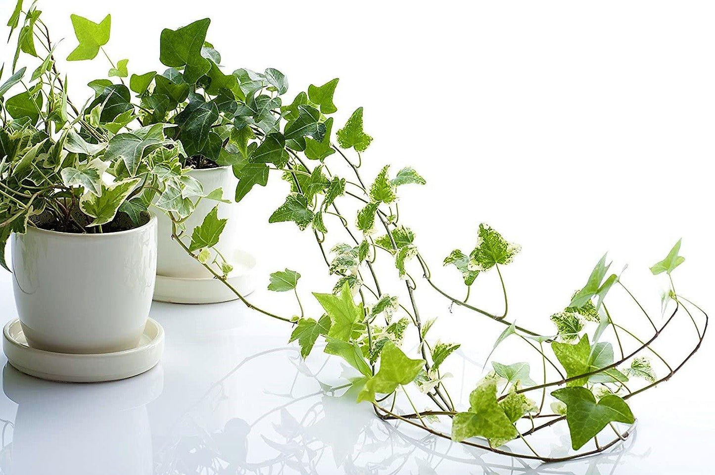 Hedera helix, English Ivy - www.Greenie.ae Buy online Best and Healthy Plants and quality products guarantee in Dubai Plants Shop in Dubai Abu Dhabi all over UAE Plants near me Fresh Plants in Dubai where to buy plants in UAE - Greenie.ae