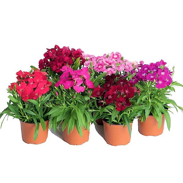 Dianthus Caryophyllus, Carnation (small) - www.Greenie.ae Buy online Best and Healthy Plants and quality products guarantee in Dubai Plants Shop in Dubai Abu Dhabi all over UAE Plants near me Fresh Plants in Dubai where to buy plants in UAE - Greenie.ae