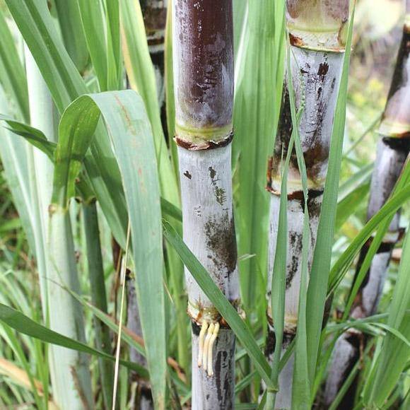 Saccharum Officinarum, Sugarcane, قصب السكر - www.Greenie.ae Buy online Best and Healthy Plants and quality products guarantee in Dubai Plants Shop in Dubai Abu Dhabi all over UAE Plants near me Fresh Plants in Dubai where to buy plants in UAE - Greenie.ae