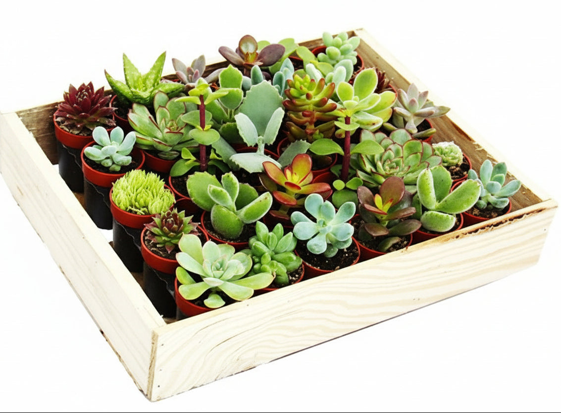 Mini succulents "Per Piece" - www.Greenie.ae Buy online Best and Healthy Plants and quality products guarantee in Dubai Plants Shop in Dubai Abu Dhabi all over UAE Plants near me Fresh Plants in Dubai where to buy plants in UAE - Greenie.ae