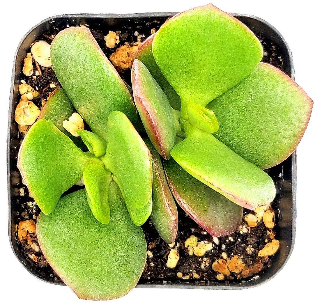 Crassula ovata Mini, Dollar Plant, Jade Plant - www.Greenie.ae Buy online Best and Healthy Plants and quality products guarantee in Dubai Plants Shop in Dubai Abu Dhabi all over UAE Plants near me Fresh Plants in Dubai where to buy plants in UAE - Greenie.ae