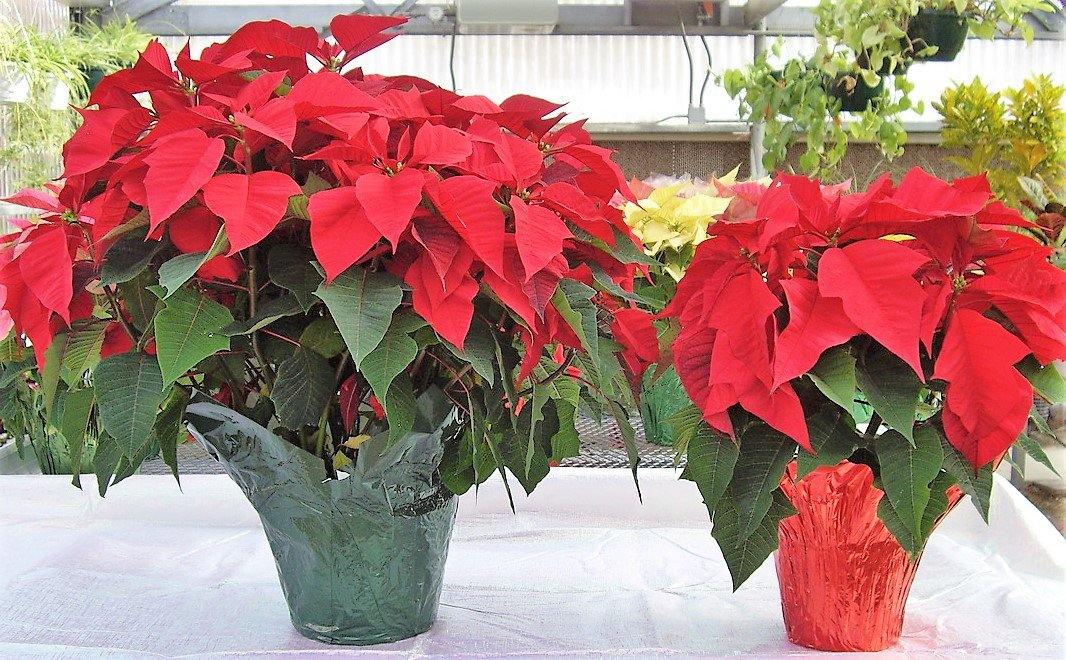 Euphorbia Pulcherrima (Titan Red), Poinsettia - www.Greenie.ae Buy online Best and Healthy Plants and quality products guarantee in Dubai Plants Shop in Dubai Abu Dhabi all over UAE Plants near me Fresh Plants in Dubai where to buy plants in UAE - Greenie.ae
