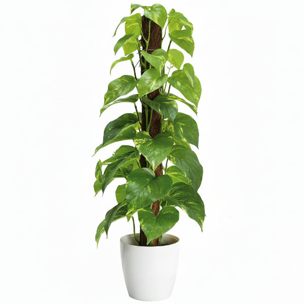 Money Plant, Epipremnum Aureum - www.Greenie.ae Buy online Best and Healthy Plants and quality products guarantee in Dubai Plants Shop in Dubai Abu Dhabi all over UAE Plants near me Fresh Plants in Dubai where to buy plants in UAE - Greenie.ae