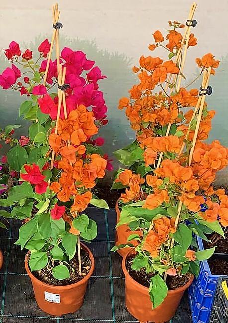 Bougainvillea Spectabilis Orange - www.Greenie.ae Buy online Best and Healthy Plants and quality products guarantee in Dubai Plants Shop in Dubai Abu Dhabi all over UAE Plants near me Fresh Plants in Dubai where to buy plants in UAE - Greenie.ae