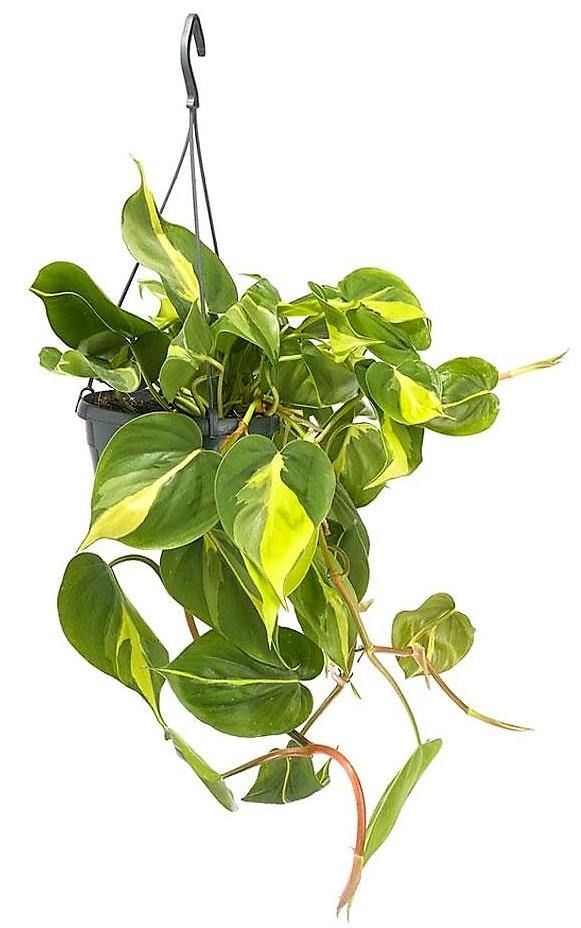 Philodendron Brasil - www.Greenie.ae Buy online Best and Healthy Plants and quality products guarantee in Dubai Plants Shop in Dubai Abu Dhabi all over UAE Plants near me Fresh Plants in Dubai where to buy plants in UAE - Greenie.ae