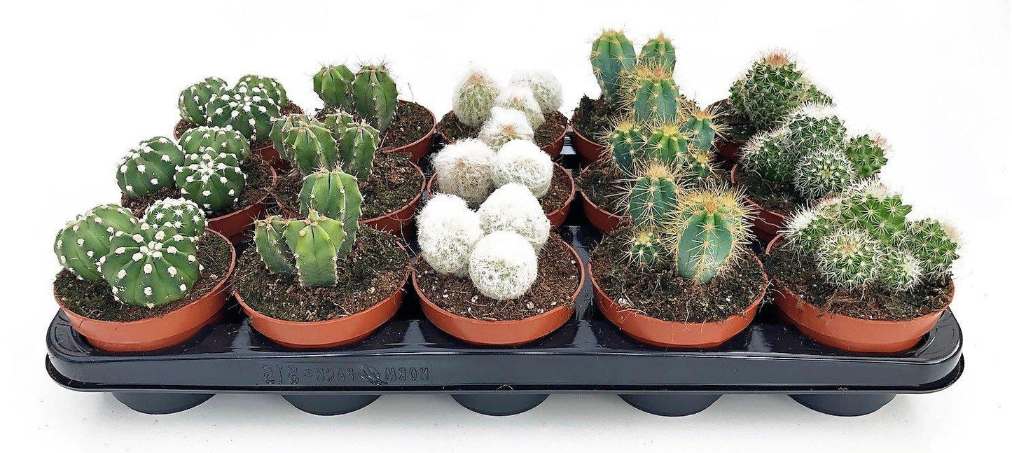 Cactus Mix - www.Greenie.ae Buy online Best and Healthy Plants and quality products guarantee in Dubai Plants Shop in Dubai Abu Dhabi all over UAE Plants near me Fresh Plants in Dubai where to buy plants in UAE - Greenie.ae