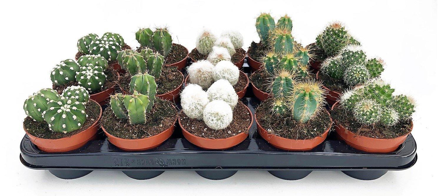 Cactus Mix - www.Greenie.ae Buy online Best and Healthy Plants and quality products guarantee in Dubai Plants Shop in Dubai Abu Dhabi all over UAE Plants near me Fresh Plants in Dubai where to buy plants in UAE - Greenie.ae