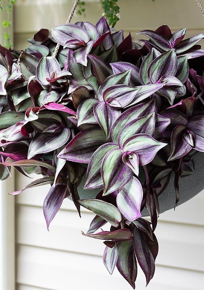 Tradescantia zebrina , Wandering Jew - www.Greenie.ae Buy online Best and Healthy Plants and quality products guarantee in Dubai Plants Shop in Dubai Abu Dhabi all over UAE Plants near me Fresh Plants in Dubai where to buy plants in UAE - Greenie.ae