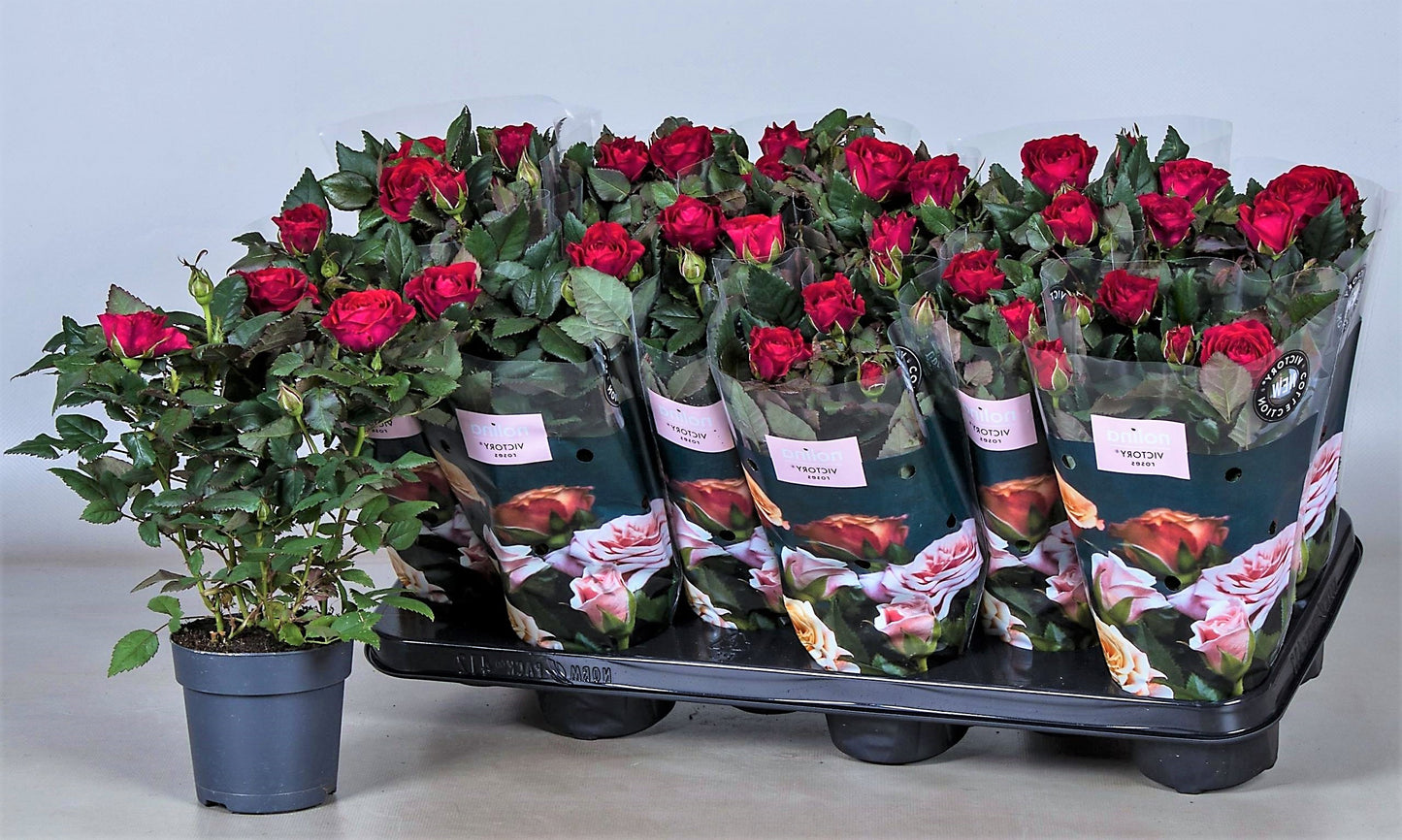 Rose Plant Indoor - www.Greenie.ae Buy online Best and Healthy Plants and quality products guarantee in Dubai Plants Shop in Dubai Abu Dhabi all over UAE Plants near me Fresh Plants in Dubai where to buy plants in UAE - Greenie.ae