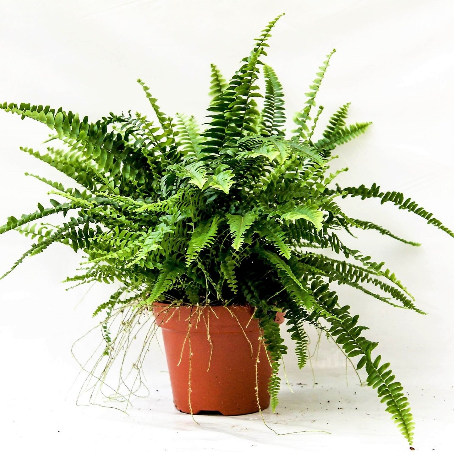 Nephrolepis exaltata, Green Lady, Boston Fern or Sword Fern - www.Greenie.ae Buy online Best and Healthy Plants and quality products guarantee in Dubai Plants Shop in Dubai Abu Dhabi all over UAE Plants near me Fresh Plants in Dubai where to buy plants in UAE - Greenie.ae