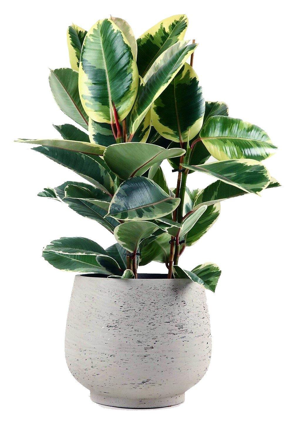Ficus Elastic Tineke - www.Greenie.ae Buy online Best and Healthy Plants and quality products guarantee in Dubai Plants Shop in Dubai Abu Dhabi all over UAE Plants near me Fresh Plants in Dubai where to buy plants in UAE - Greenie.ae