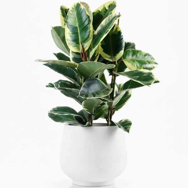 Ficus Elastic Tineke - www.Greenie.ae Buy online Best and Healthy Plants and quality products guarantee in Dubai Plants Shop in Dubai Abu Dhabi all over UAE Plants near me Fresh Plants in Dubai where to buy plants in UAE - Greenie.ae