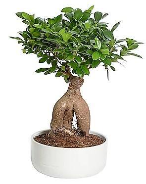 Ficus Ginseng Bonsai - www.Greenie.ae Buy online Best and Healthy Plants and quality products guarantee in Dubai Plants Shop in Dubai Abu Dhabi all over UAE Plants near me Fresh Plants in Dubai where to buy plants in UAE - Greenie.ae