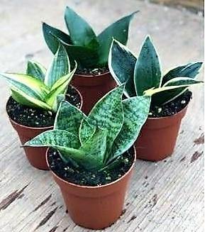 Birds Nest Snake, hahnii, Sansevieria Trifasciata Hahnii - www.Greenie.ae Buy online Best and Healthy Plants and quality products guarantee in Dubai Plants Shop in Dubai Abu Dhabi all over UAE Plants near me Fresh Plants in Dubai where to buy plants in UAE - Greenie.ae