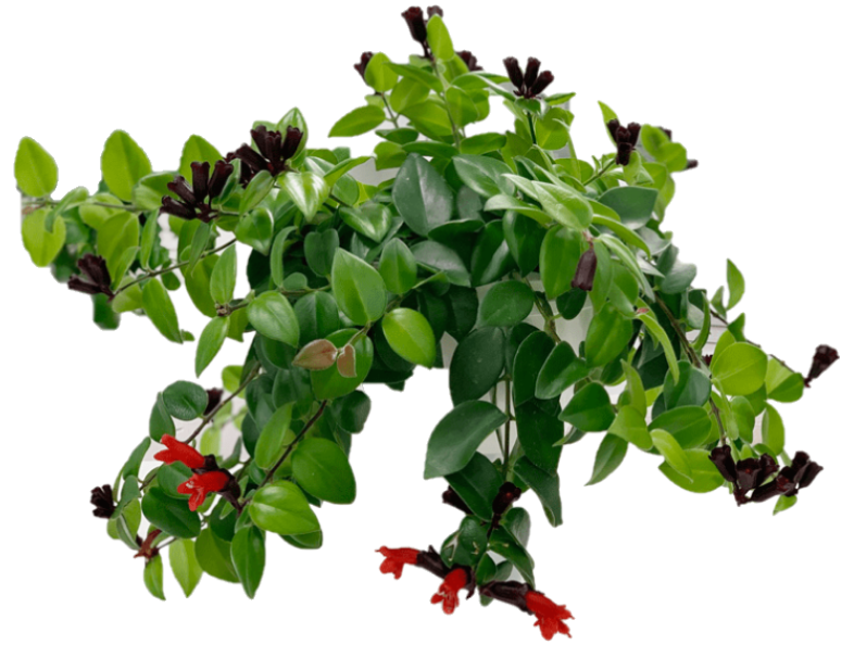 Mona Lisa, Aeschynanthus, Lipstick - www.Greenie.ae Buy online Best and Healthy Plants and quality products guarantee in Dubai Plants Shop in Dubai Abu Dhabi all over UAE Plants near me Fresh Plants in Dubai where to buy plants in UAE - Greenie.ae