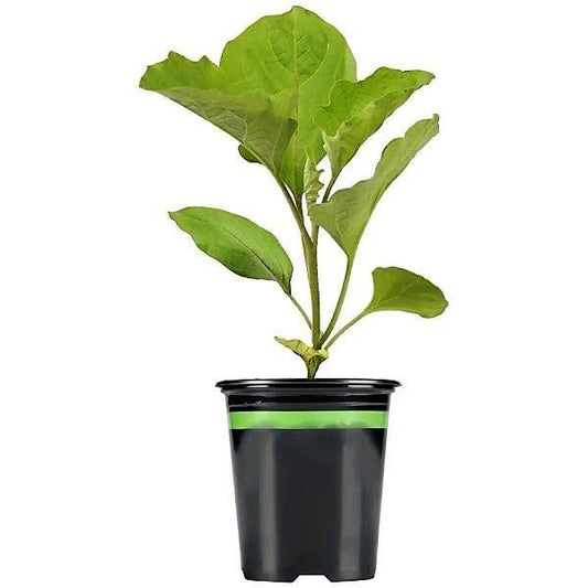 Eggplant - www.Greenie.ae Buy online Best and Healthy Plants and quality products guarantee in Dubai Plants Shop in Dubai Abu Dhabi all over UAE Plants near me Fresh Plants in Dubai where to buy plants in UAE - Greenie.ae