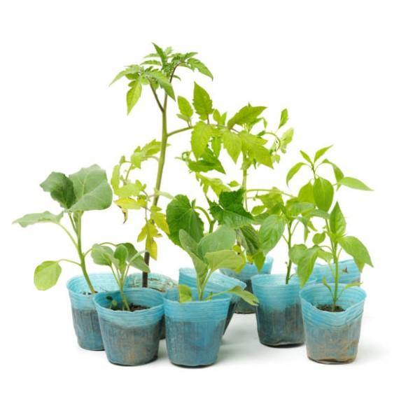 Eggplant - www.Greenie.ae Buy online Best and Healthy Plants and quality products guarantee in Dubai Plants Shop in Dubai Abu Dhabi all over UAE Plants near me Fresh Plants in Dubai where to buy plants in UAE - Greenie.ae