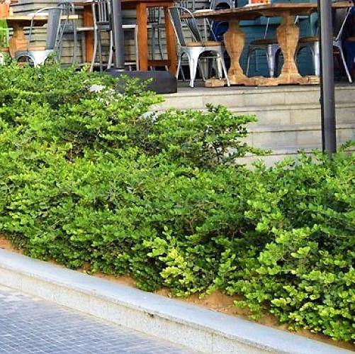 Carissa Grandiflora, Prostrata, Natal Plum - www.Greenie.ae Buy online Best and Healthy Plants and quality products guarantee in Dubai Plants Shop in Dubai Abu Dhabi all over UAE Plants near me Fresh Plants in Dubai where to buy plants in UAE - Greenie.ae