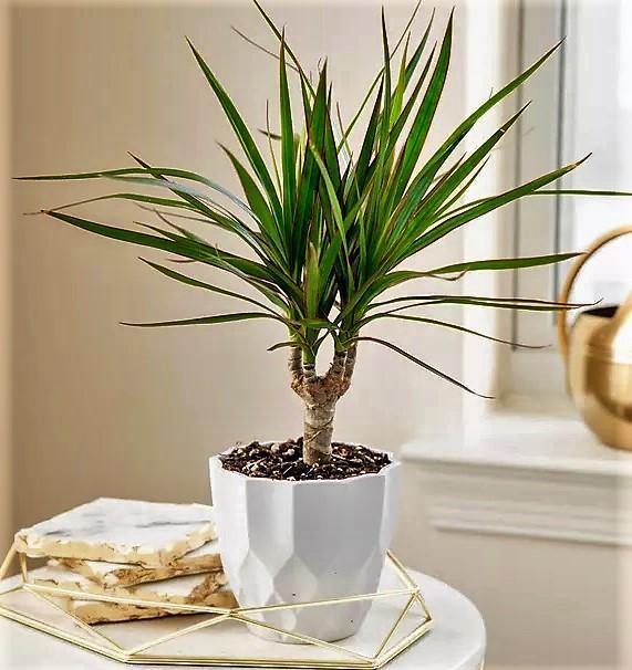 Dracaena Draco, Drago, Dragon Tree - www.Greenie.ae Buy online Best and Healthy Plants and quality products guarantee in Dubai Plants Shop in Dubai Abu Dhabi all over UAE Plants near me Fresh Plants in Dubai where to buy plants in UAE - Greenie.ae