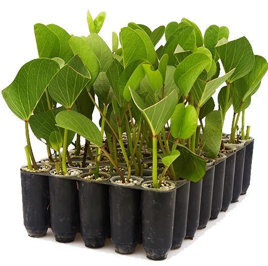 Ipomoea Pes-Caprae, Railroad Vine or Railway Creeper - www.Greenie.ae Buy online Best and Healthy Plants and quality products guarantee in Dubai Plants Shop in Dubai Abu Dhabi all over UAE Plants near me Fresh Plants in Dubai where to buy plants in UAE - Greenie.ae