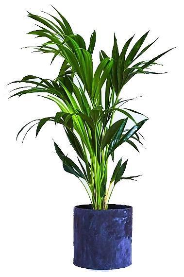 Areca Small, Butterfly Palm , Cane Palm - www.Greenie.ae Buy online Best and Healthy Plants and quality products guarantee in Dubai Plants Shop in Dubai Abu Dhabi all over UAE Plants near me Fresh Plants in Dubai where to buy plants in UAE - Greenie.ae