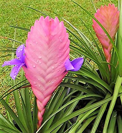 Pink Quill Tillandsia Cyanea - www.Greenie.ae Buy online Best and Healthy Plants and quality products guarantee in Dubai Plants Shop in Dubai Abu Dhabi all over UAE Plants near me Fresh Plants in Dubai where to buy plants in UAE - Greenie.ae