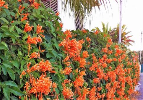 Campsis Radicans, Trumpet Vine - www.Greenie.ae Buy online Best and Healthy Plants and quality products guarantee in Dubai Plants Shop in Dubai Abu Dhabi all over UAE Plants near me Fresh Plants in Dubai where to buy plants in UAE - Greenie.ae