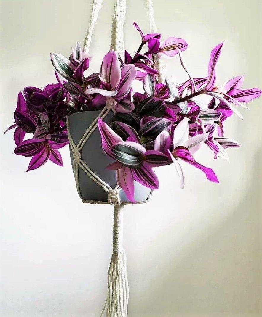 Fantasy Venice, Tradescantia Nanouk - www.Greenie.ae Buy online Best and Healthy Plants and quality products guarantee in Dubai Plants Shop in Dubai Abu Dhabi all over UAE Plants near me Fresh Plants in Dubai where to buy plants in UAE - Greenie.ae