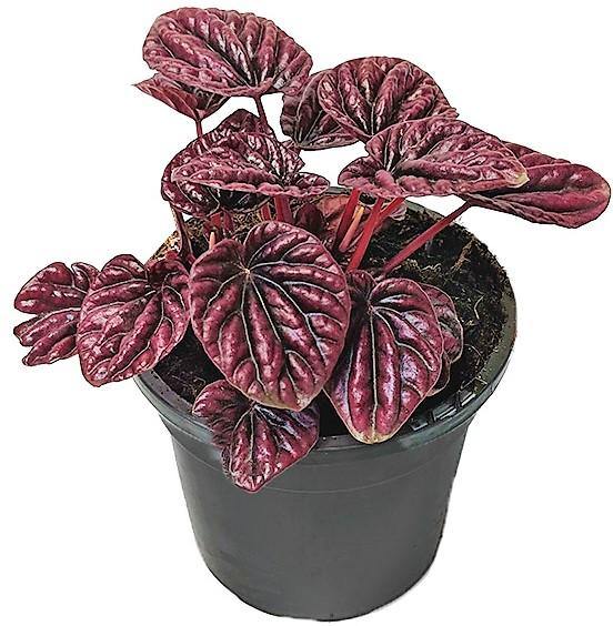 Peperomia Red Luna - www.Greenie.ae Buy online Best and Healthy Plants and quality products guarantee in Dubai Plants Shop in Dubai Abu Dhabi all over UAE Plants near me Fresh Plants in Dubai where to buy plants in UAE - Greenie.ae