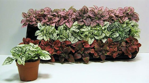 Polka Dot Plant, Hypoestes Phyllostachya indoor - www.Greenie.ae Buy online Best and Healthy Plants and quality products guarantee in Dubai Plants Shop in Dubai Abu Dhabi all over UAE Plants near me Fresh Plants in Dubai where to buy plants in UAE - Greenie.ae