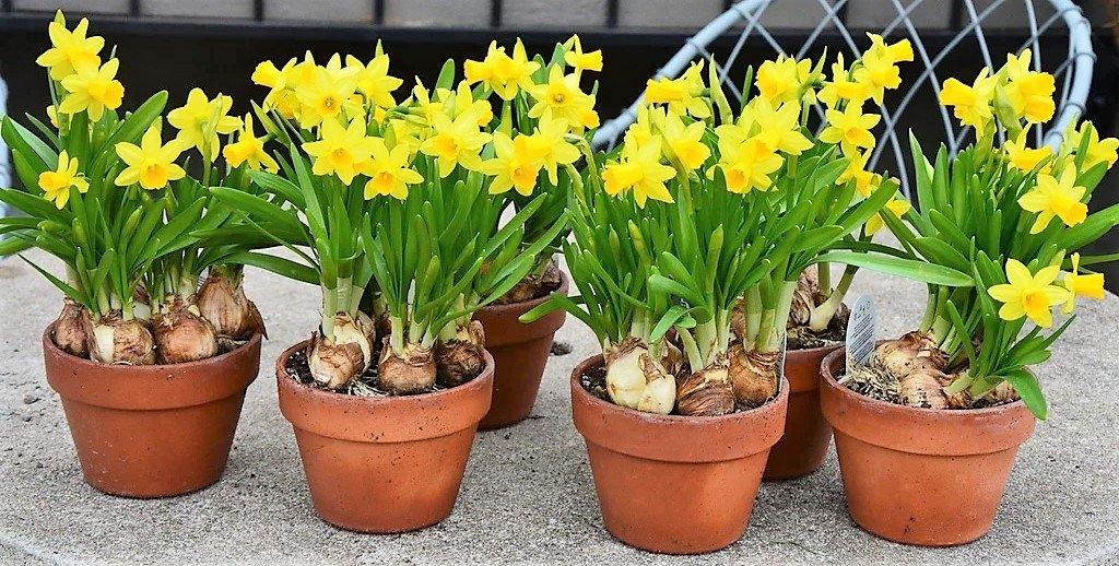 Daffodil, Narcissus - www.Greenie.ae Buy online Best and Healthy Plants and quality products guarantee in Dubai Plants Shop in Dubai Abu Dhabi all over UAE Plants near me Fresh Plants in Dubai where to buy plants in UAE - Greenie.ae