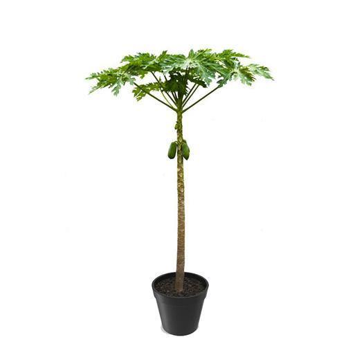 Papaya Tree, Carica Papaya, شجرة البابايا - www.Greenie.ae Buy online Best and Healthy Plants and quality products guarantee in Dubai Plants Shop in Dubai Abu Dhabi all over UAE Plants near me Fresh Plants in Dubai where to buy plants in UAE - Greenie.ae