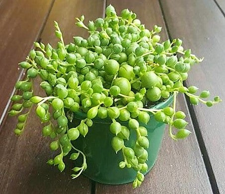 String of Pearls, Senecio Rowleyanus - www.Greenie.ae Buy online Best and Healthy Plants and quality products guarantee in Dubai Plants Shop in Dubai Abu Dhabi all over UAE Plants near me Fresh Plants in Dubai where to buy plants in UAE - Greenie.ae
