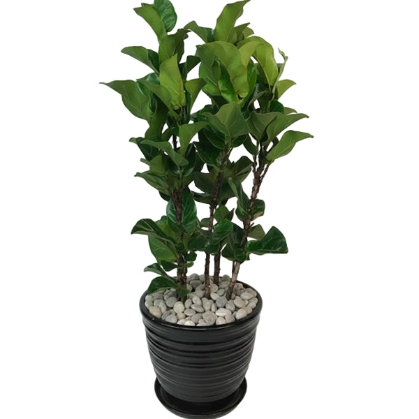 Ficus Lyrata, Fiddle Leaf Fig - www.Greenie.ae Buy online Best and Healthy Plants and quality products guarantee in Dubai Plants Shop in Dubai Abu Dhabi all over UAE Plants near me Fresh Plants in Dubai where to buy plants in UAE - Greenie.ae