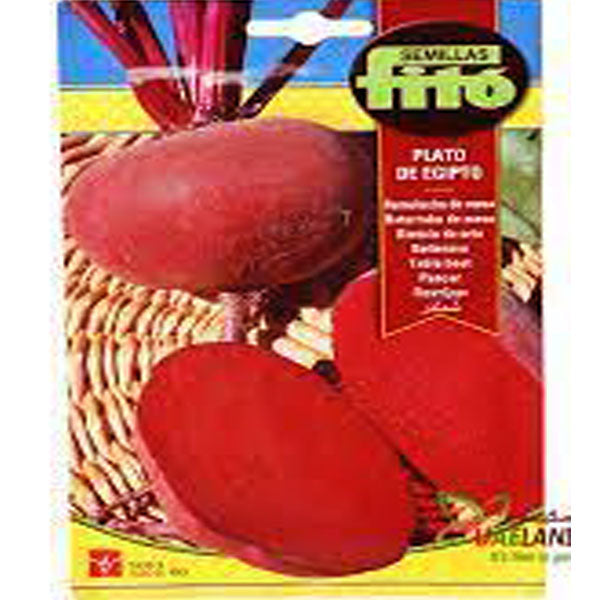 Table Beet Plato de Egipto 13g - www.Greenie.ae Buy online Best and Healthy Plants and quality products guarantee in Dubai Plants Shop in Dubai Abu Dhabi all over UAE Plants near me Fresh Plants in Dubai where to buy plants in UAE - Greenie.ae