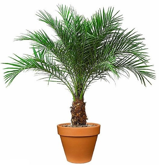 Phoenix Roebelenii, Miniature Date Palm, Dwarf Pygmy Date palm - www.Greenie.ae Buy online Best and Healthy Plants and quality products guarantee in Dubai Plants Shop in Dubai Abu Dhabi all over UAE Plants near me Fresh Plants in Dubai where to buy plants in UAE - Greenie.ae