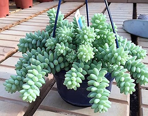 Sedum burrito , Burrows Tail Plant - www.Greenie.ae Buy online Best and Healthy Plants and quality products guarantee in Dubai Plants Shop in Dubai Abu Dhabi all over UAE Plants near me Fresh Plants in Dubai where to buy plants in UAE - Greenie.ae