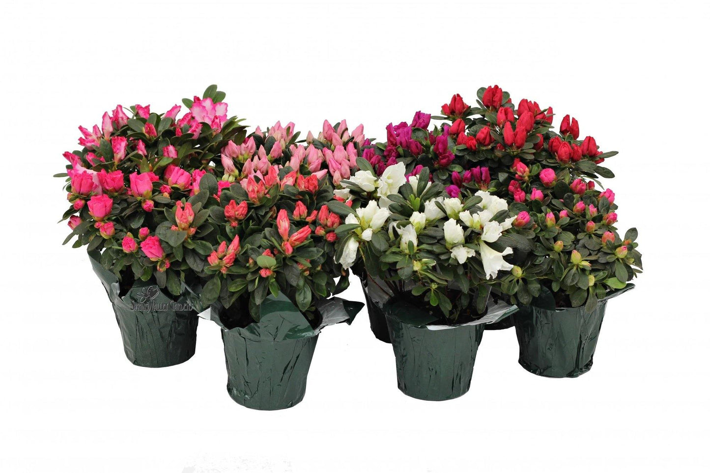 Azaleas, Rhododendron Simsii - www.Greenie.ae Buy online Best and Healthy Plants and quality products guarantee in Dubai Plants Shop in Dubai Abu Dhabi all over UAE Plants near me Fresh Plants in Dubai where to buy plants in UAE - Greenie.ae