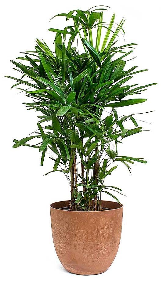 Lady Palm, Rhapis Excelsa, Miniature Fan Palm - www.Greenie.ae Buy online Best and Healthy Plants and quality products guarantee in Dubai Plants Shop in Dubai Abu Dhabi all over UAE Plants near me Fresh Plants in Dubai where to buy plants in UAE - Greenie.ae