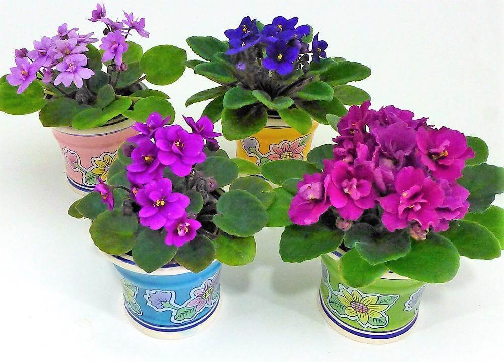 African Violets, Saintpaulia - www.Greenie.ae Buy online Best and Healthy Plants and quality products guarantee in Dubai Plants Shop in Dubai Abu Dhabi all over UAE Plants near me Fresh Plants in Dubai where to buy plants in UAE - Greenie.ae