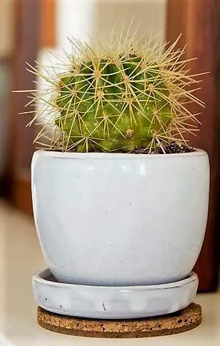 Ball Cactus, Barrel - www.Greenie.ae Buy online Best and Healthy Plants and quality products guarantee in Dubai Plants Shop in Dubai Abu Dhabi all over UAE Plants near me Fresh Plants in Dubai where to buy plants in UAE - Greenie.ae