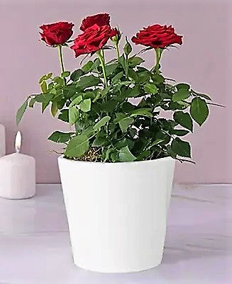 Rose Plant Indoor - www.Greenie.ae Buy online Best and Healthy Plants and quality products guarantee in Dubai Plants Shop in Dubai Abu Dhabi all over UAE Plants near me Fresh Plants in Dubai where to buy plants in UAE - Greenie.ae