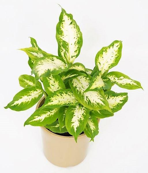 Dieffenbachia, Compacta, Dumb Cane, Leopard Lilly - www.Greenie.ae Buy online Best and Healthy Plants and quality products guarantee in Dubai Plants Shop in Dubai Abu Dhabi all over UAE Plants near me Fresh Plants in Dubai where to buy plants in UAE - Greenie.ae