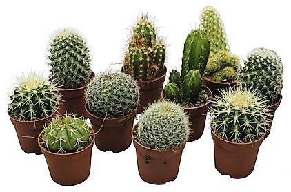 Cactus Mix - www.Greenie.ae Buy online Best and Healthy Plants and quality products guarantee in Dubai Plants Shop in Dubai Abu Dhabi all over UAE Plants near me Fresh Plants in Dubai where to buy plants in UAE - Greenie.ae