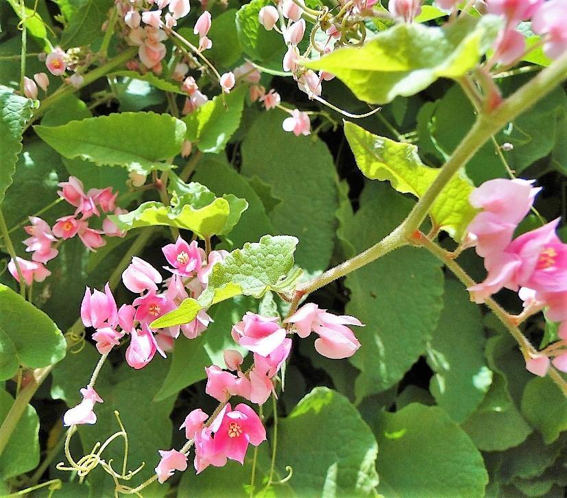 Antigonon Leptopus, Coral vine, Mexican Creeper - www.Greenie.ae Buy online Best and Healthy Plants and quality products guarantee in Dubai Plants Shop in Dubai Abu Dhabi all over UAE Plants near me Fresh Plants in Dubai where to buy plants in UAE - Greenie.ae