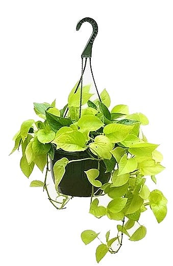 Neon Pothos - www.Greenie.ae Buy online Best and Healthy Plants and quality products guarantee in Dubai Plants Shop in Dubai Abu Dhabi all over UAE Plants near me Fresh Plants in Dubai where to buy plants in UAE - Greenie.ae