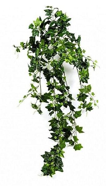 Hedera helix, English Ivy - www.Greenie.ae Buy online Best and Healthy Plants and quality products guarantee in Dubai Plants Shop in Dubai Abu Dhabi all over UAE Plants near me Fresh Plants in Dubai where to buy plants in UAE - Greenie.ae