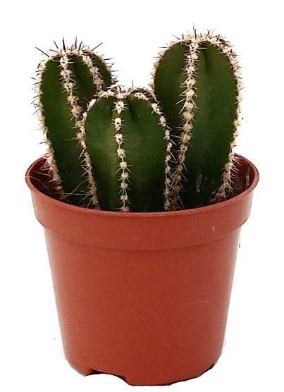 Echino Cactus - www.Greenie.ae Buy online Best and Healthy Plants and quality products guarantee in Dubai Plants Shop in Dubai Abu Dhabi all over UAE Plants near me Fresh Plants in Dubai where to buy plants in UAE - Greenie.ae
